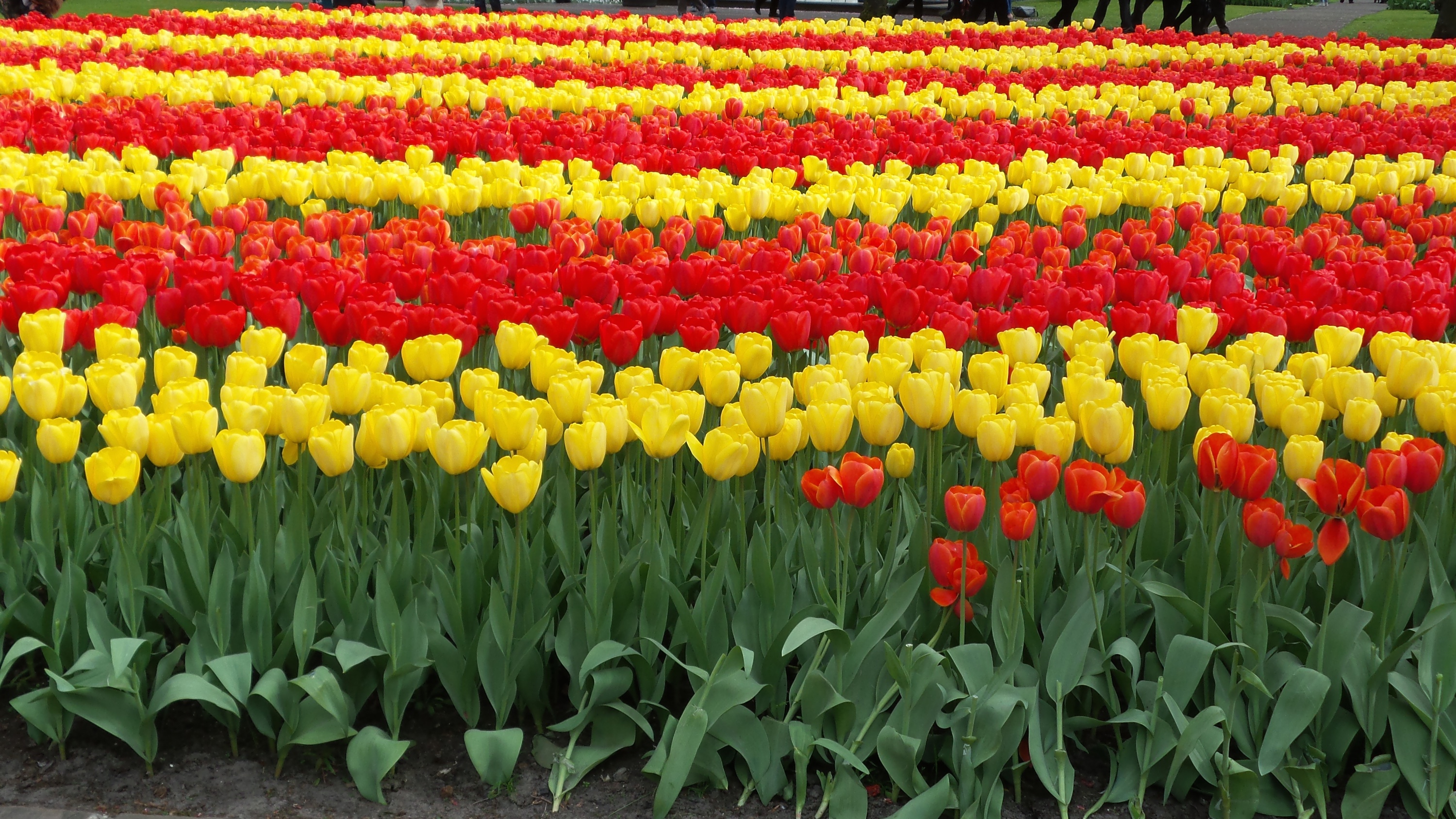 2014-04-17 Holland Tulips 42.jpg